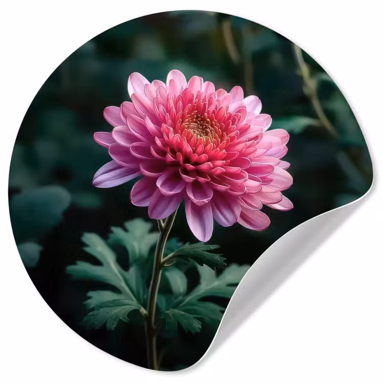 Blad - Chrysant - Roze - Schaduw Wandcirkel behangsticker klein -3d