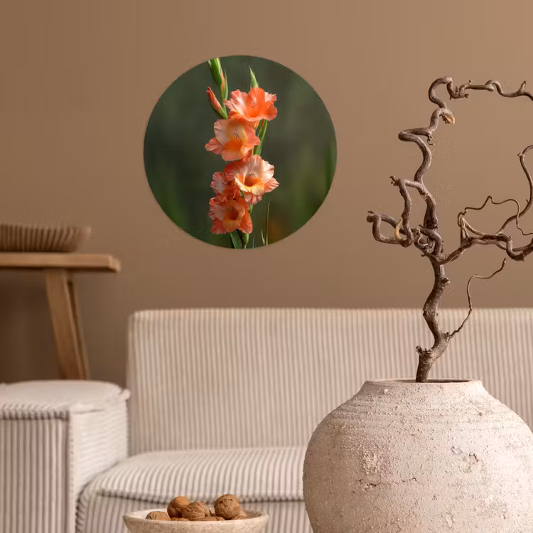 Bloem - Gladiolen - Zalmroze Wandcirkel behangsticker klein -sfeer1