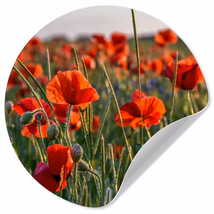 Bloemen - Klaprozen - Natuur - Rood Wandcirkel behangsticker klein -3d