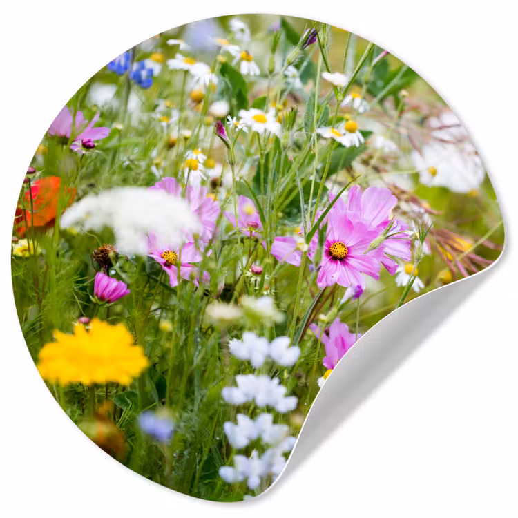 Bloemen - Natuur - Groen - Gras - Paars - Wit Wandcirkel behangsticker klein -3d