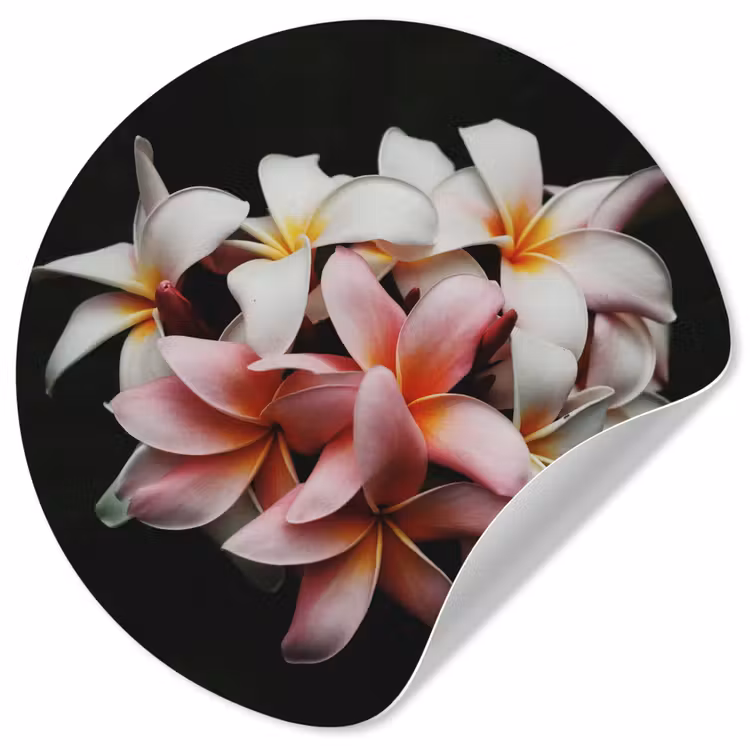 Bloemen - Roze - Zwart - Flora - Botanisch Wandcirkel behangsticker klein -3d