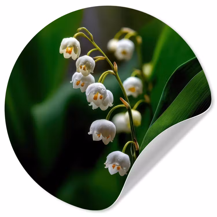 Bloemen - Wit - Bladeren - Lelietjes Wandcirkel behangsticker klein -3d