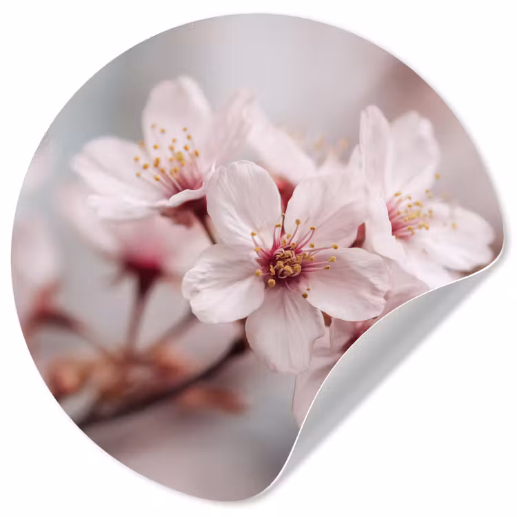 Bloesems - Meeldraden - Geel - Wazig Wandcirkel behangsticker klein -3d