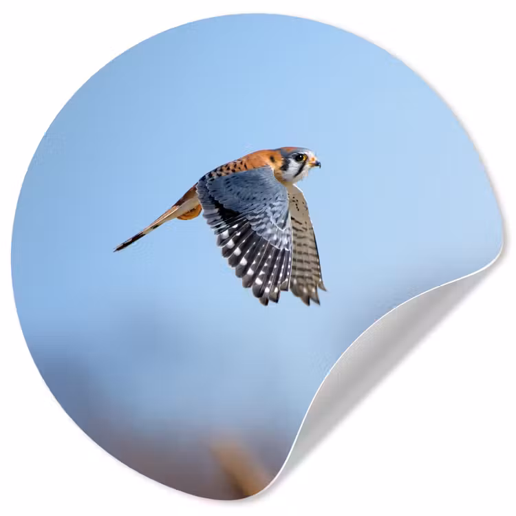 Kleurrijke valk aan het vliegen Wandcirkel behangsticker klein -3d