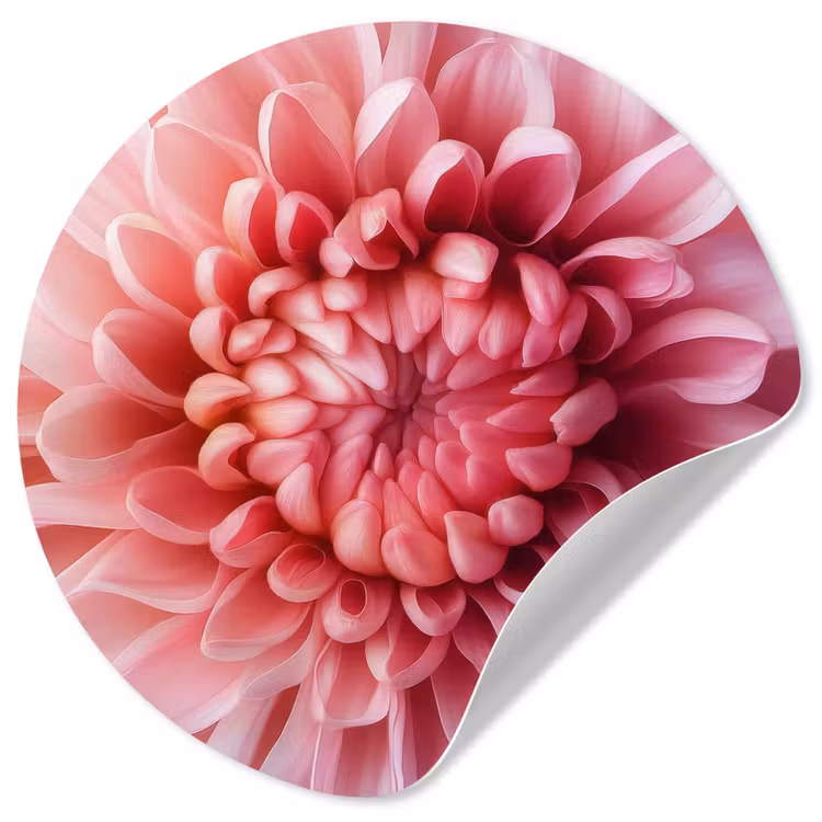 Dahlia - Bloem - Close up - Roze Wandcirkel behangsticker klein -3d