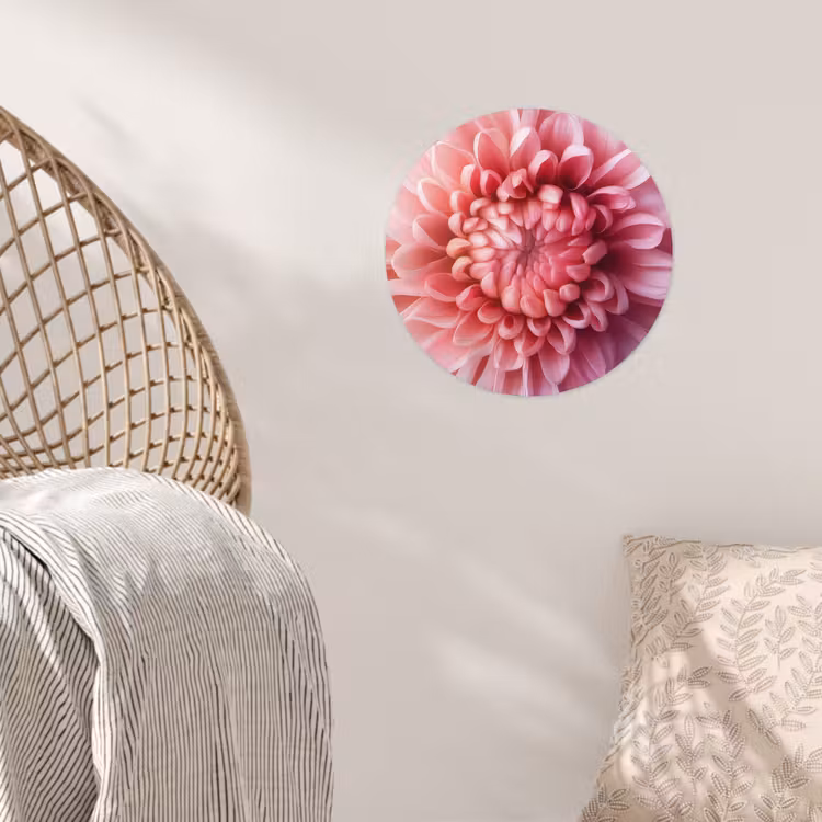 Dahlia - Bloem - Close up - Roze Wandcirkel behangsticker klein -sfeer4