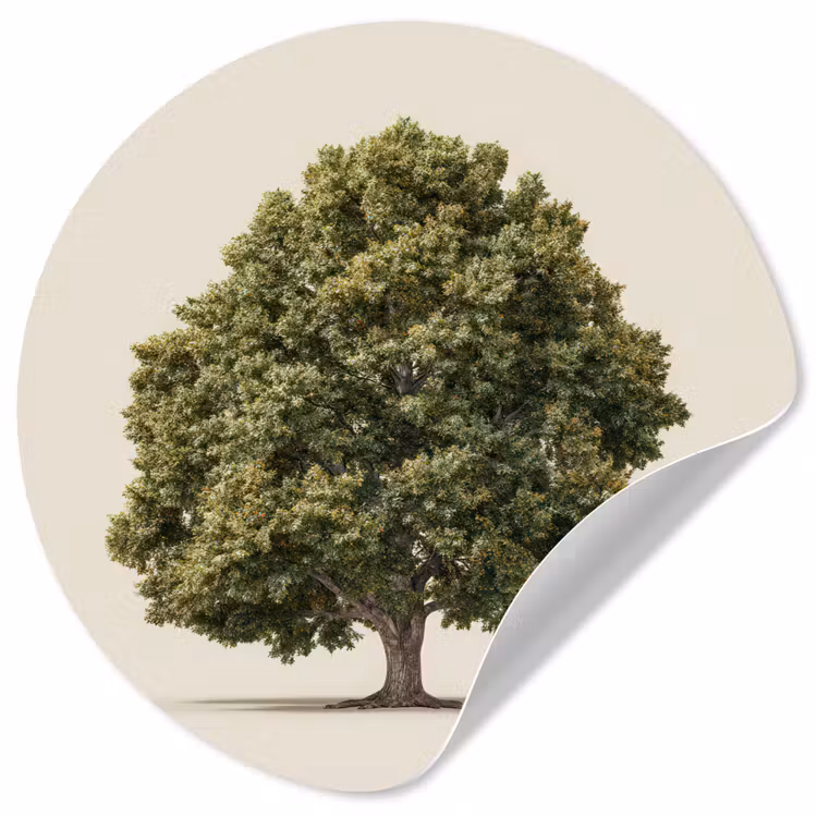 Eikenboom - Groen - Lichte achtergrond Wandcirkel behangsticker klein -3d