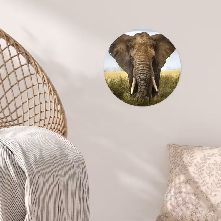 Olifant - Natuur - Gras - Dieren - Landschap Wandcirkel behangsticker klein -sfeer4