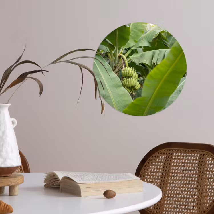 Eten - Bananen - Plantage - Groen Wandcirkel behangsticker klein -sfeer3