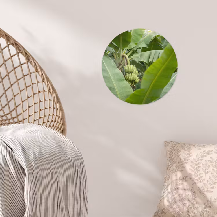 Eten - Bananen - Plantage - Groen Wandcirkel behangsticker klein -sfeer4