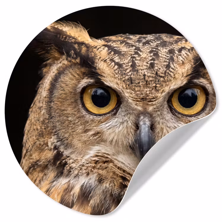 Oehoe - Uil - Portret - Bruin Wandcirkel behangsticker klein -3d
