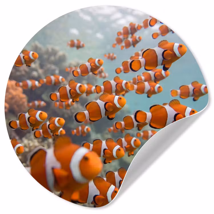 Vis - School - Onderwater - Dieren - Oranje Wandcirkel behangsticker klein -3d