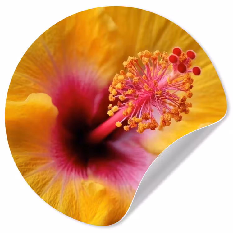 Geel - Hibiscus - Tropisch Wandcirkel behangsticker klein -3d