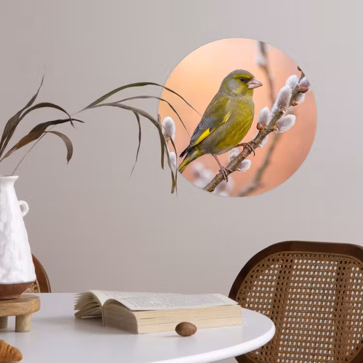 Groenling - Katjes - Lente - Natuur - Zacht Wandcirkel behangsticker klein -sfeer3