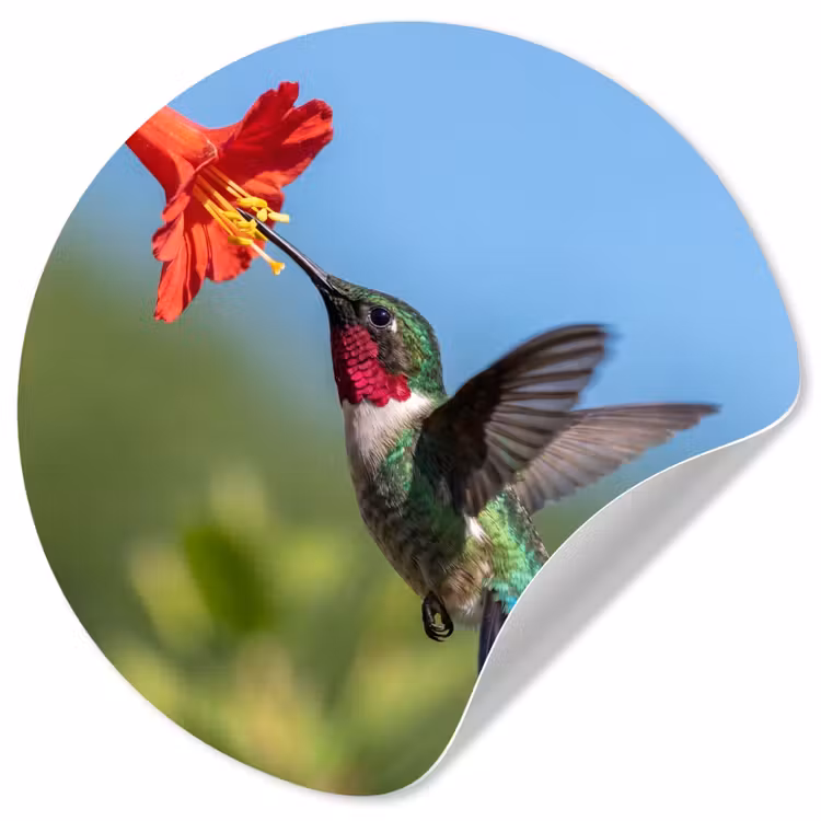 Kolibrie - Bloem - Natuur - Groen Wandcirkel behangsticker klein -3d