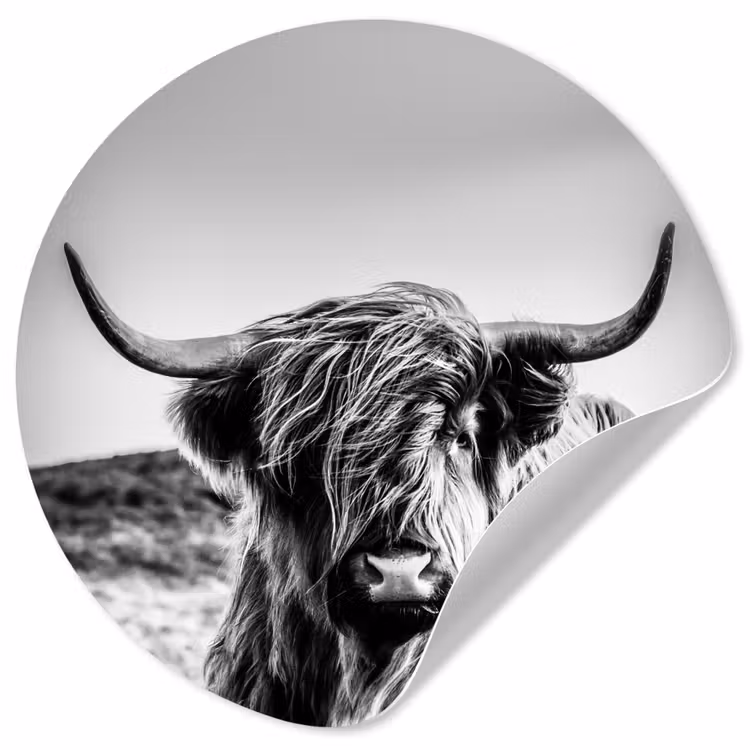 Koe - Schotse hooglander - Zwart - Wit - Dier - Natuur - Wild Wandcirkel behangsticker klein -3d