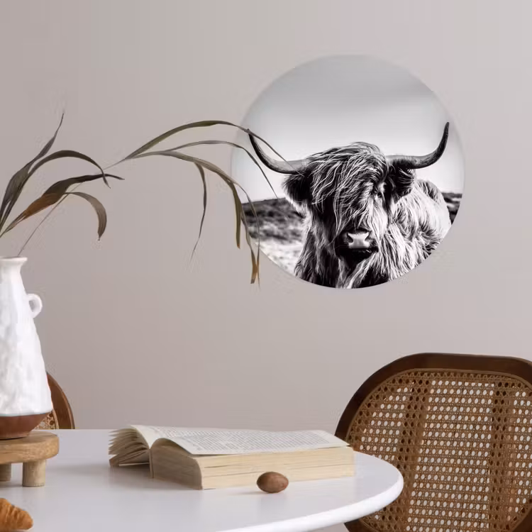 Koe - Schotse hooglander - Zwart - Wit - Dier - Natuur - Wild Wandcirkel behangsticker klein -sfeer3