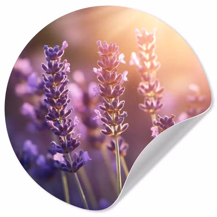 Lavendelbloemen - Paars - Zonlicht Wandcirkel behangsticker klein -3d
