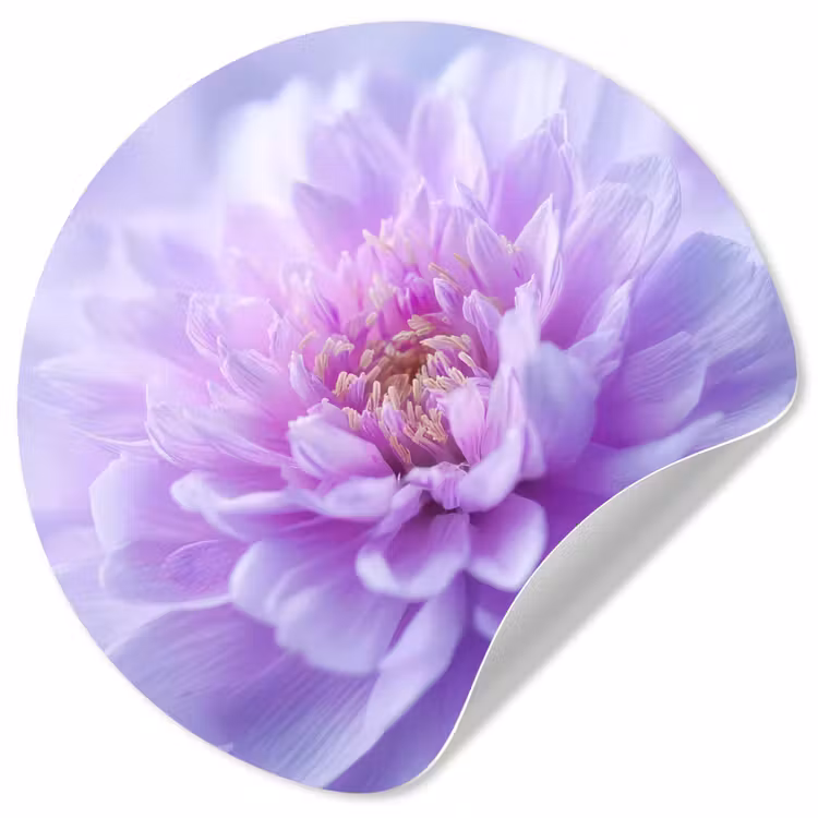 Paars - Dahlia - Dromerig Wandcirkel behangsticker klein -3d