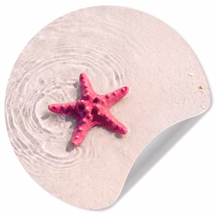 Zeeleven - Zeester - Strand - Roze - Water Wandcirkel behangsticker klein -3d