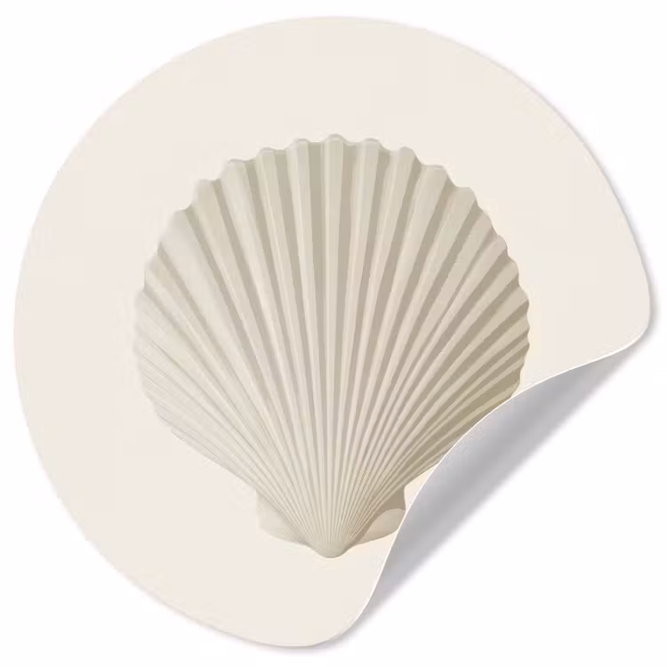 Schelp - Minimalistisch - Wit Wandcirkel behangsticker klein -3d