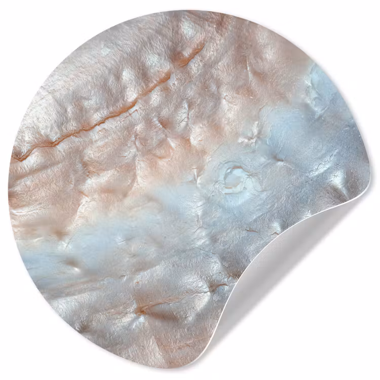 Schelpen - Abstract - Natuur Wandcirkel behangsticker klein -3d