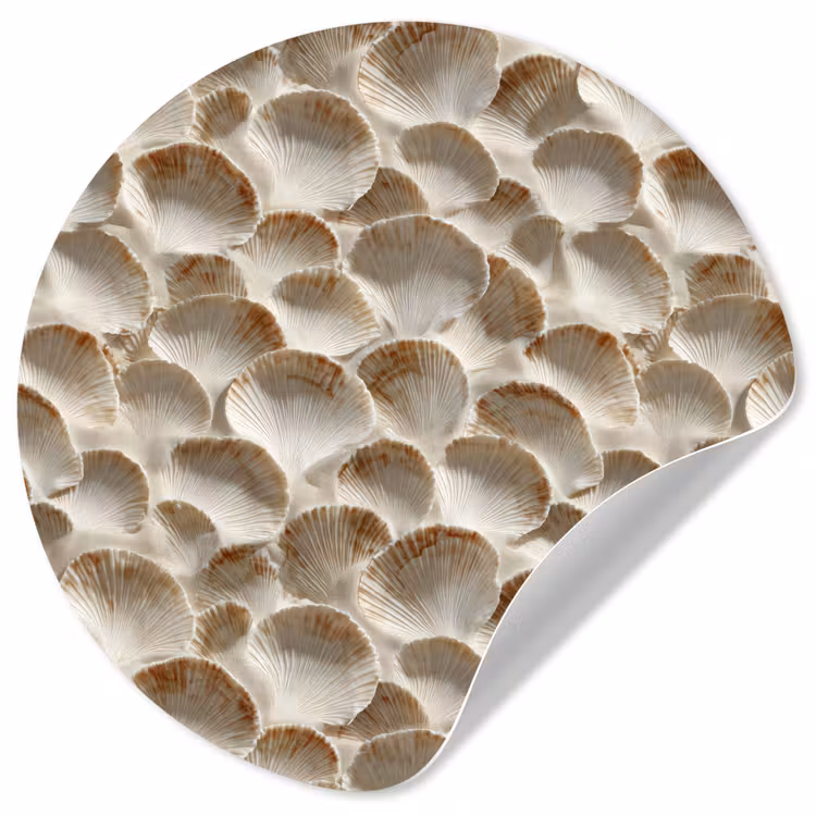 Schelpen - Waaiervorm - Wit Wandcirkel behangsticker klein 186 -3d