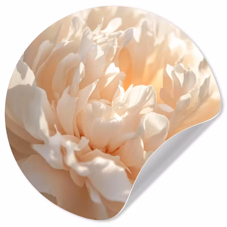 Close up - Pioenroos - Lichtroze Wandcirkel behangsticker klein -3d