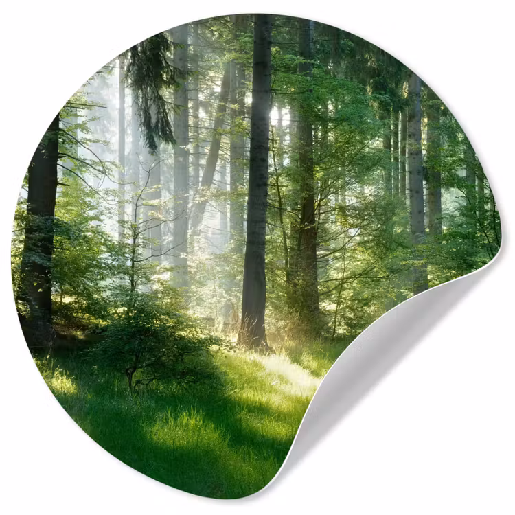 Natuur - Bomen - Bos - Groen - Zon - Gras - Planten Wandcirkel behangsticker klein -3d