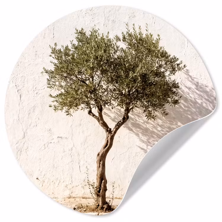 Runde Tapete - Olivenbaum – Wand – weiß - Olijfboom - muur - wit Wandcirkel behangsticker klein