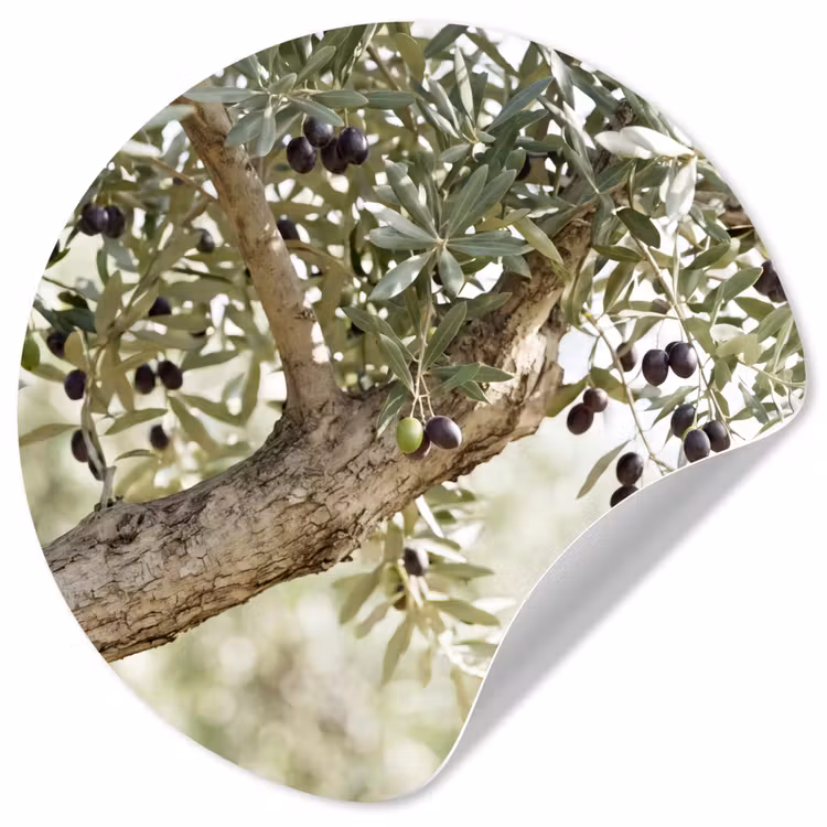 Runde Tapete - Olivenbaum – Zweig – grün - Olijfboom - tak - groen Wandcirkel behangsticker klein