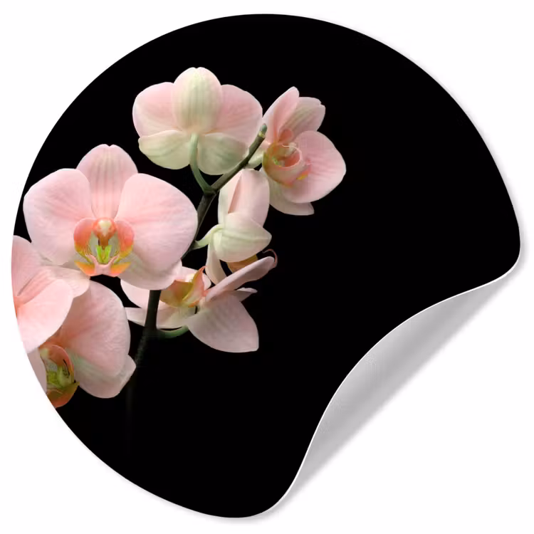 Orchidee - Bloemen - Roze - Stilleven - Flora Wandcirkel behangsticker klein -3d