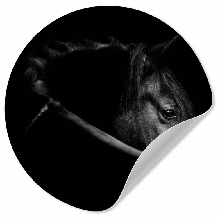 Paarden - Portret - Zwart - Dieren Wandcirkel behangsticker klein -3d