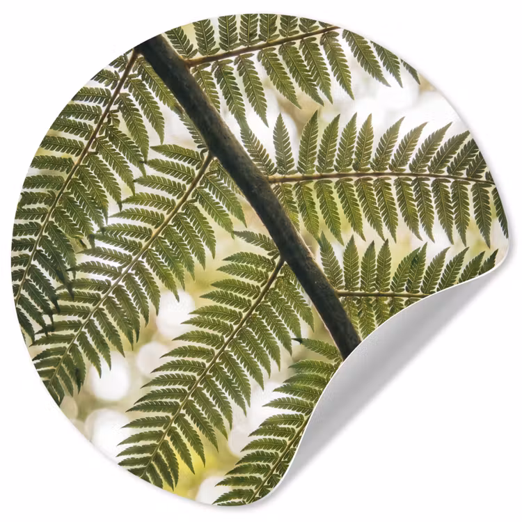 Plant - Blad - Natuur - Groen - Detail Wandcirkel behangsticker klein -3d