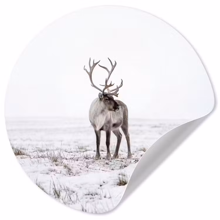 Rendier - Gewei - Sneeuw - Winter Wandcirkel behangsticker klein -3d