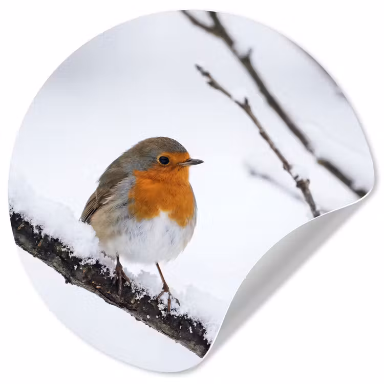 Roodborstje - Tak - Sneeuw - Winter - Levendig Wandcirkel behangsticker klein -3d