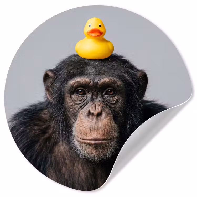 Chimpansee - Badeend - Grijs Wandcirkel behangsticker klein -3d