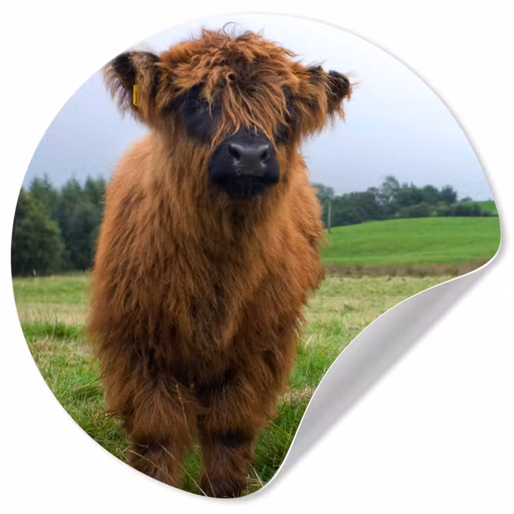 Schotse hooglander - Koeien - Natuur - Groen - Gras Wandcirkel behangsticker klein -3d