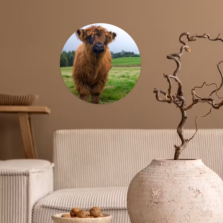 Schotse hooglander - Koeien - Natuur - Groen - Gras Wandcirkel behangsticker klein -sfeer1