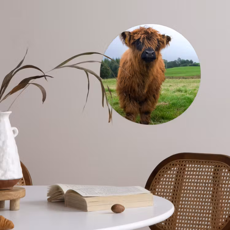 Schotse hooglander - Koeien - Natuur - Groen - Gras Wandcirkel behangsticker klein -sfeer3