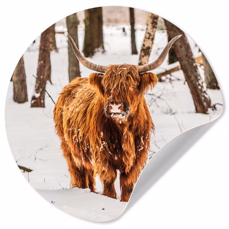 Schotse Hooglander - Sneeuw - Winter - Natuur - Dieren Wandcirkel behangsticker klein -3d