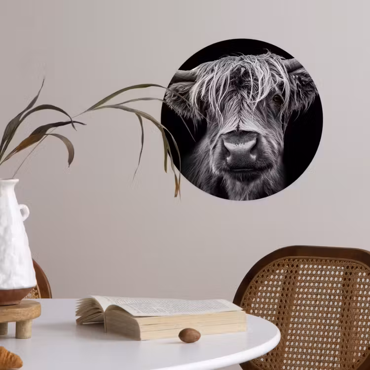 Schotse Hooglander - Horens - Zwart - Wit - Koe - Wild - Dieren Wandcirkel behangsticker klein -sfeer3