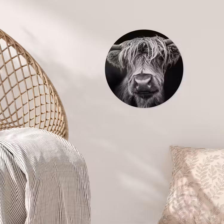 Schotse Hooglander - Horens - Zwart - Wit - Koe - Wild - Dieren Wandcirkel behangsticker klein -sfeer4
