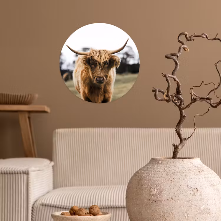 Schotse Hooglander - Koe - Gras - Dieren - Natuur Wandcirkel behangsticker klein -sfeer1