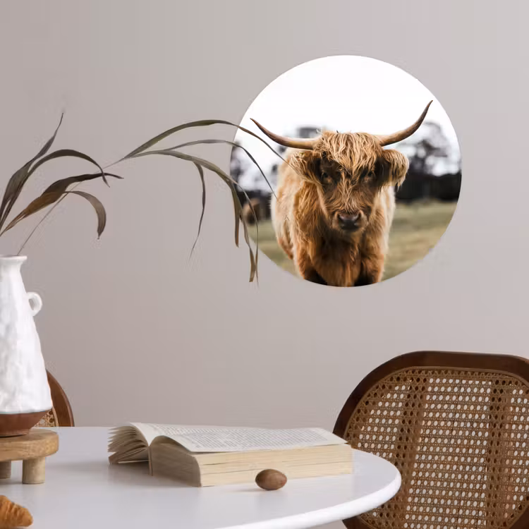 Schotse Hooglander - Koe - Gras - Dieren - Natuur Wandcirkel behangsticker klein -sfeer3