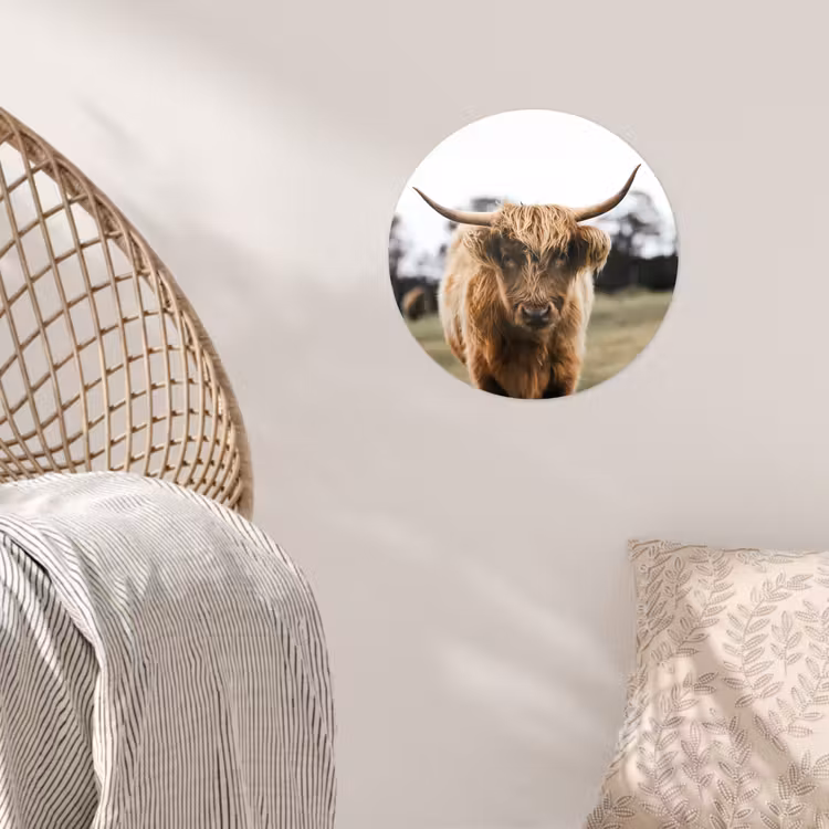 Schotse Hooglander - Koe - Gras - Dieren - Natuur Wandcirkel behangsticker klein -sfeer4