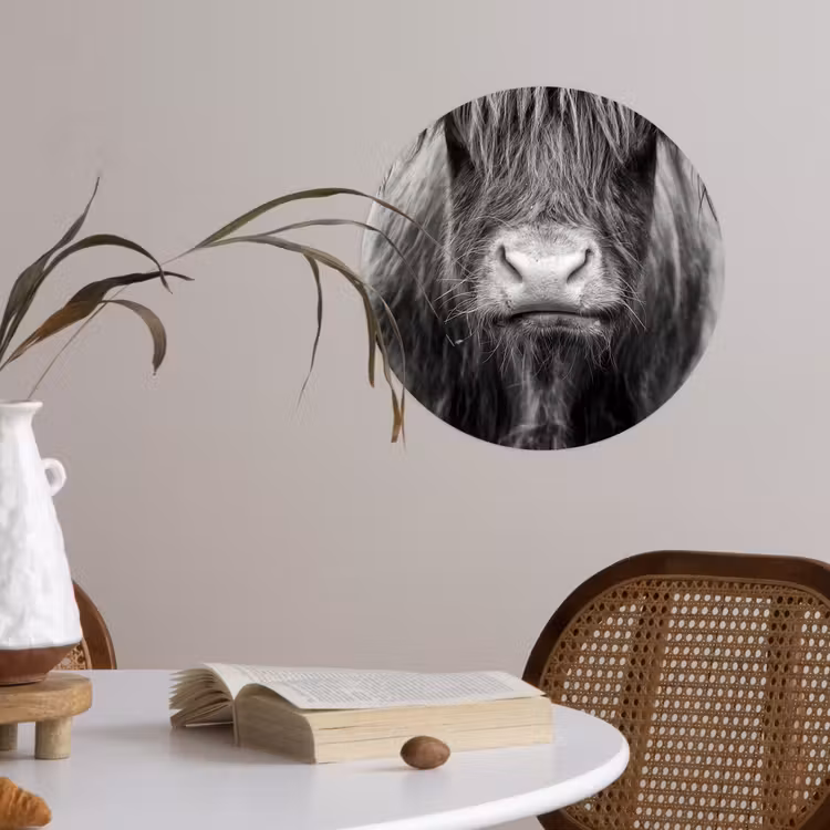 Schotse hooglander - Koe - Zwart - Wit - Dieren Wandcirkel behangsticker klein -sfeer3
