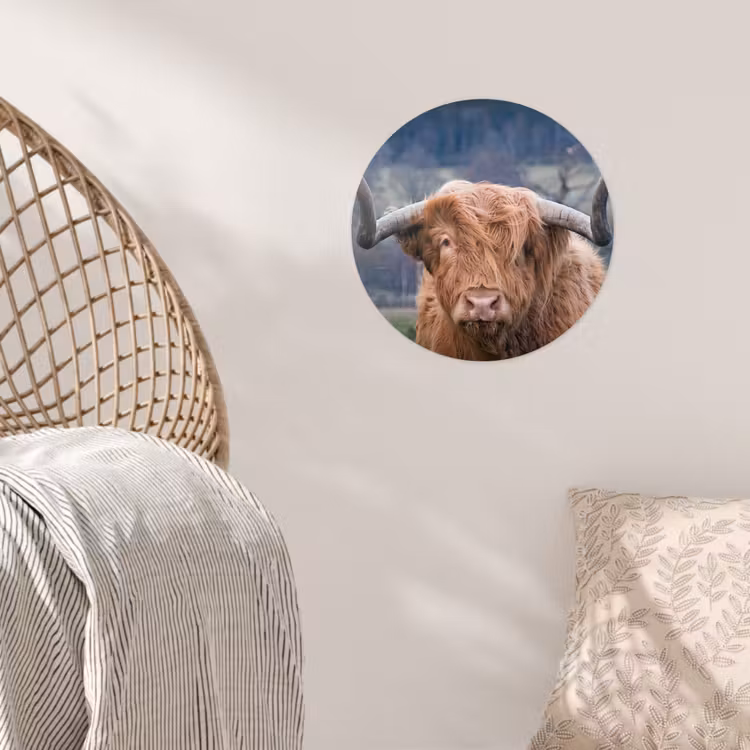 Schotse Hooglander - Koeienkop - Landschap - Natuur - Koe Wandcirkel behangsticker klein -sfeer4