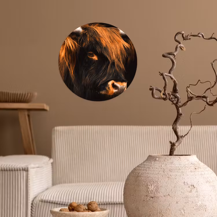Schotse hooglander - Zwart - Koe - Hoorn - Dieren Wandcirkel behangsticker klein -sfeer1