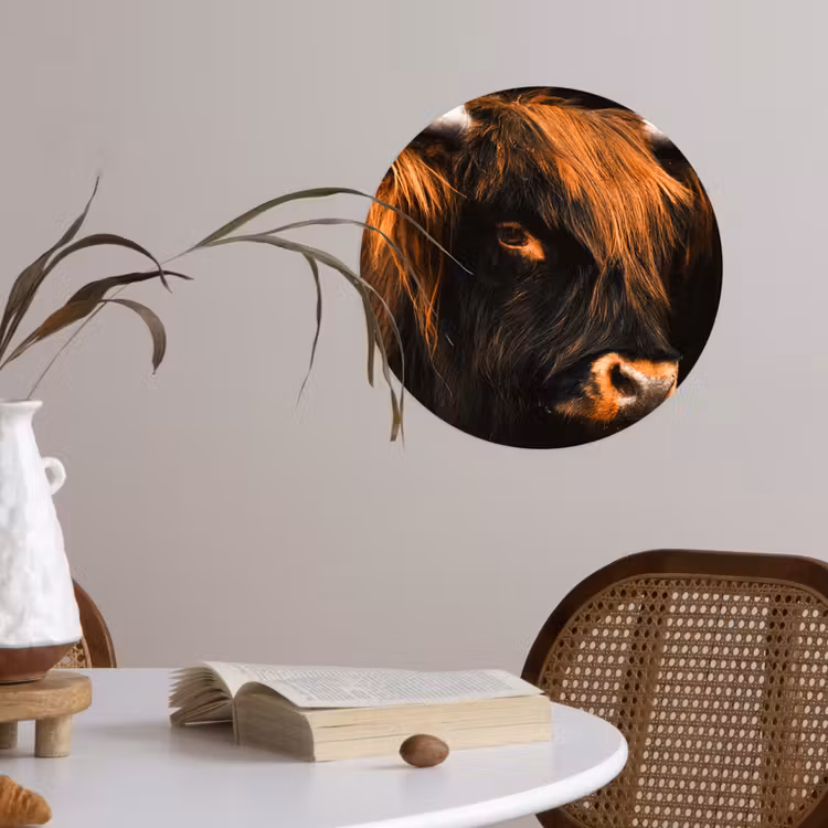 Schotse hooglander - Zwart - Koe - Hoorn - Dieren Wandcirkel behangsticker klein -sfeer3